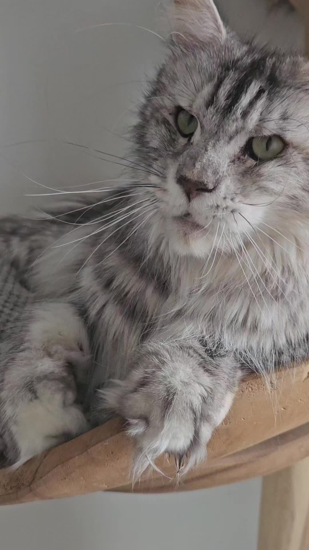 @mainecoonspalace