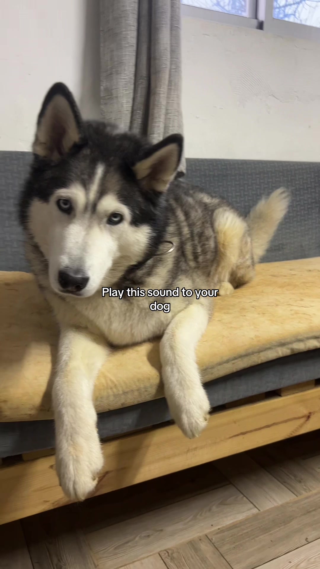 @Nala & Bella 💜