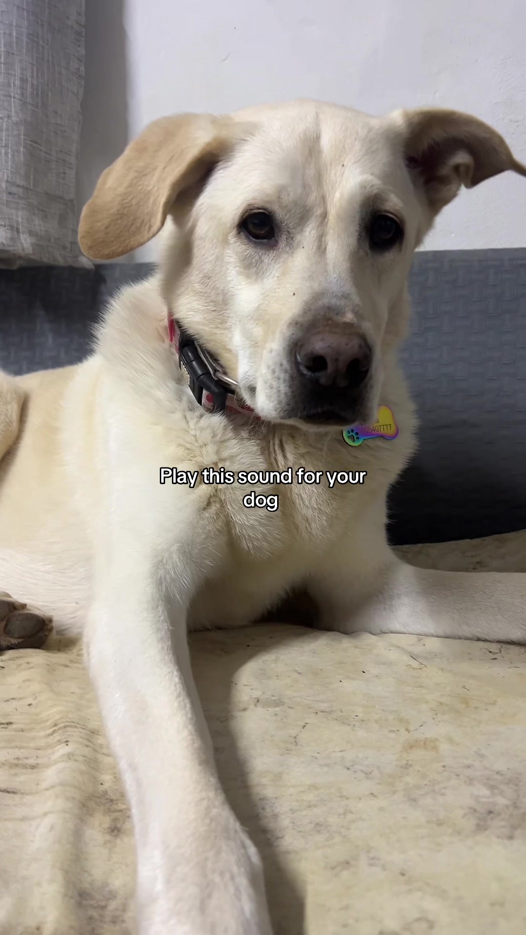@Nala & Bella 💜