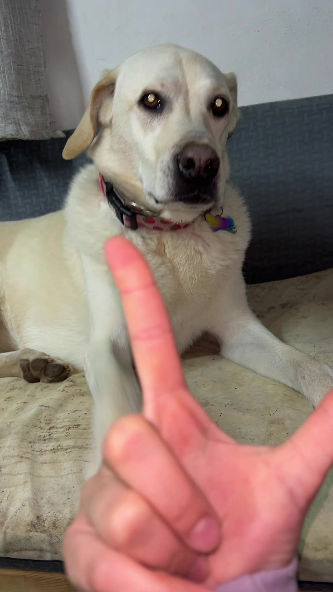 @Nala & Bella 💜