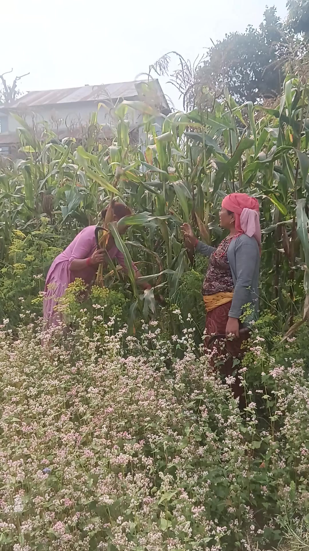 @purnakaladhakal4