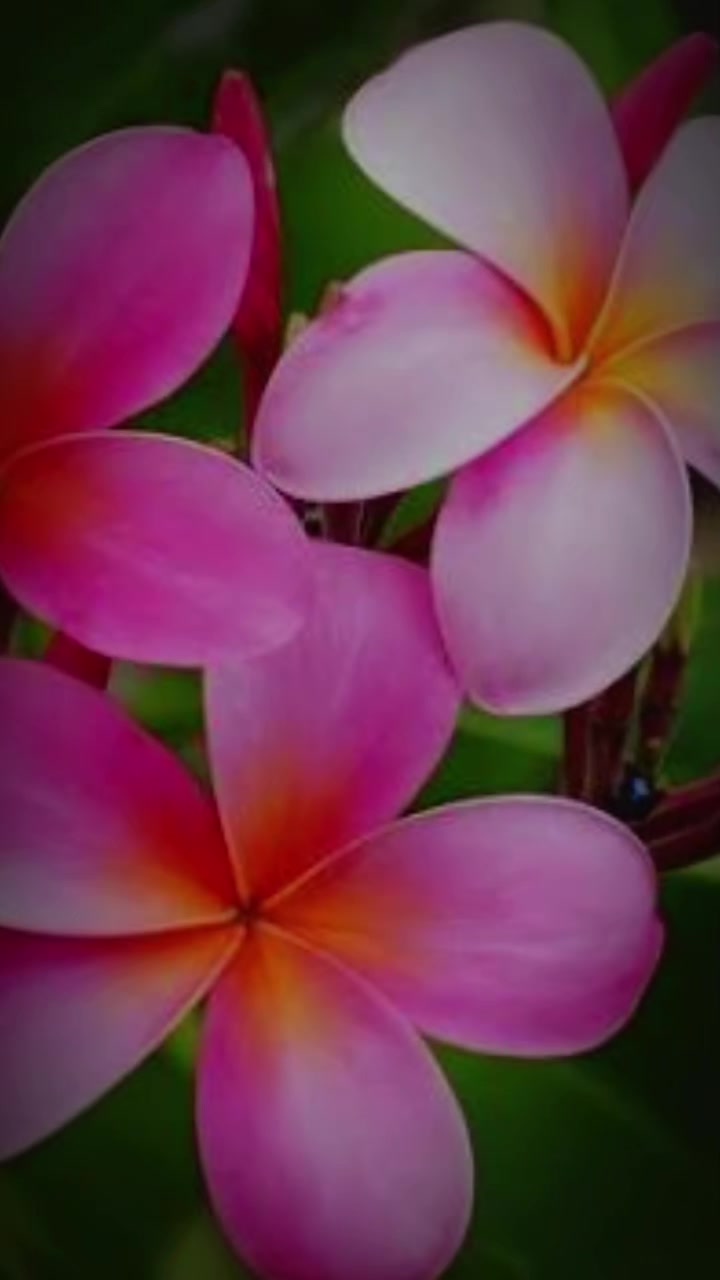 @Aaliyiah Richardson - Lily