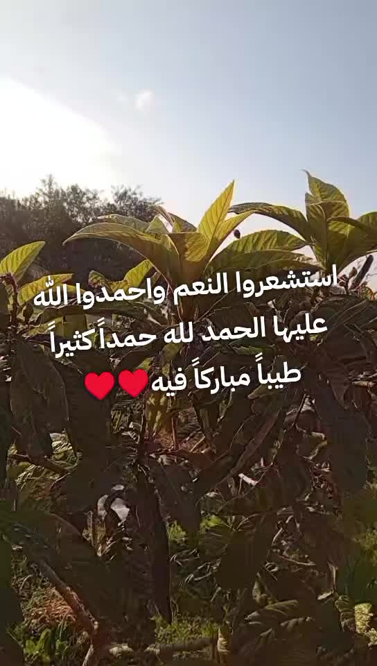 @Ghada Alomari