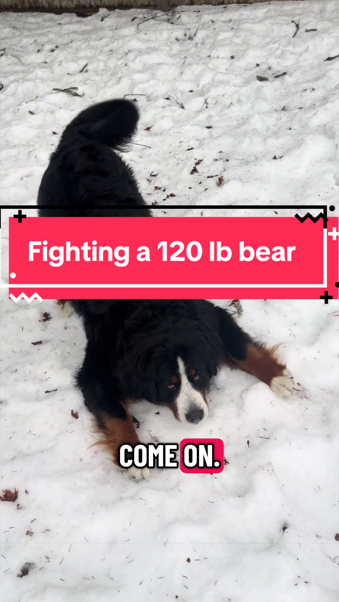 @Ivy the Berner