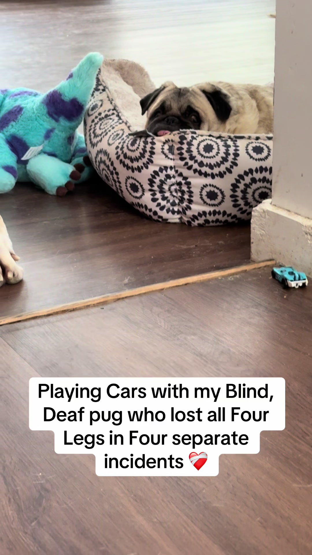 @PEARL - Quadruple-Amputee Pug