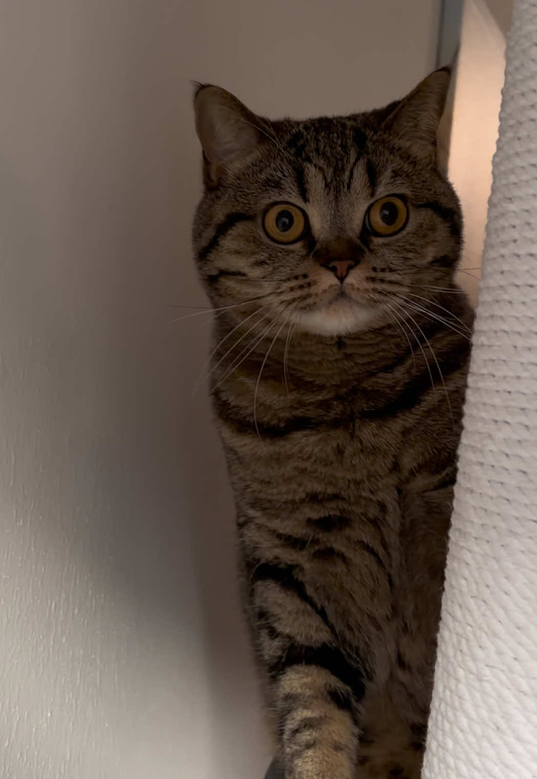 @Sonja_Kitty-Cat