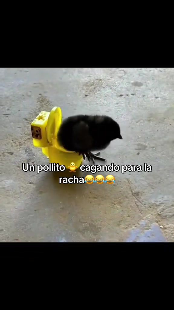 @ffcapo502
