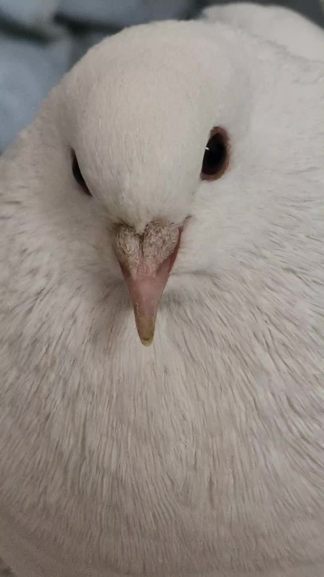 @whattheflock
