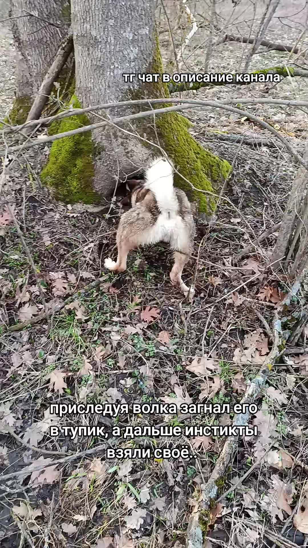 @Лучезарный хрякᛉ