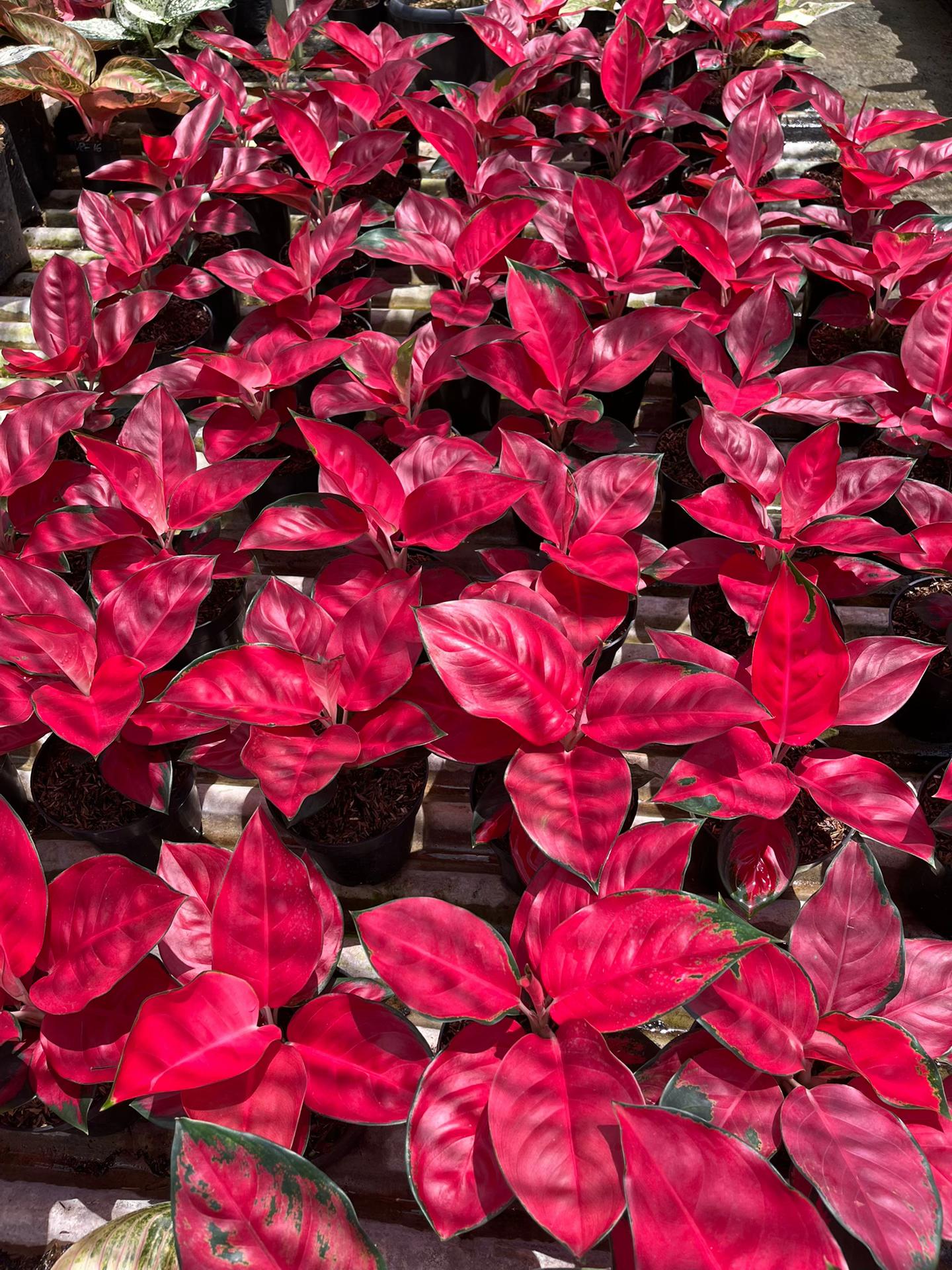 @Amila Flowers