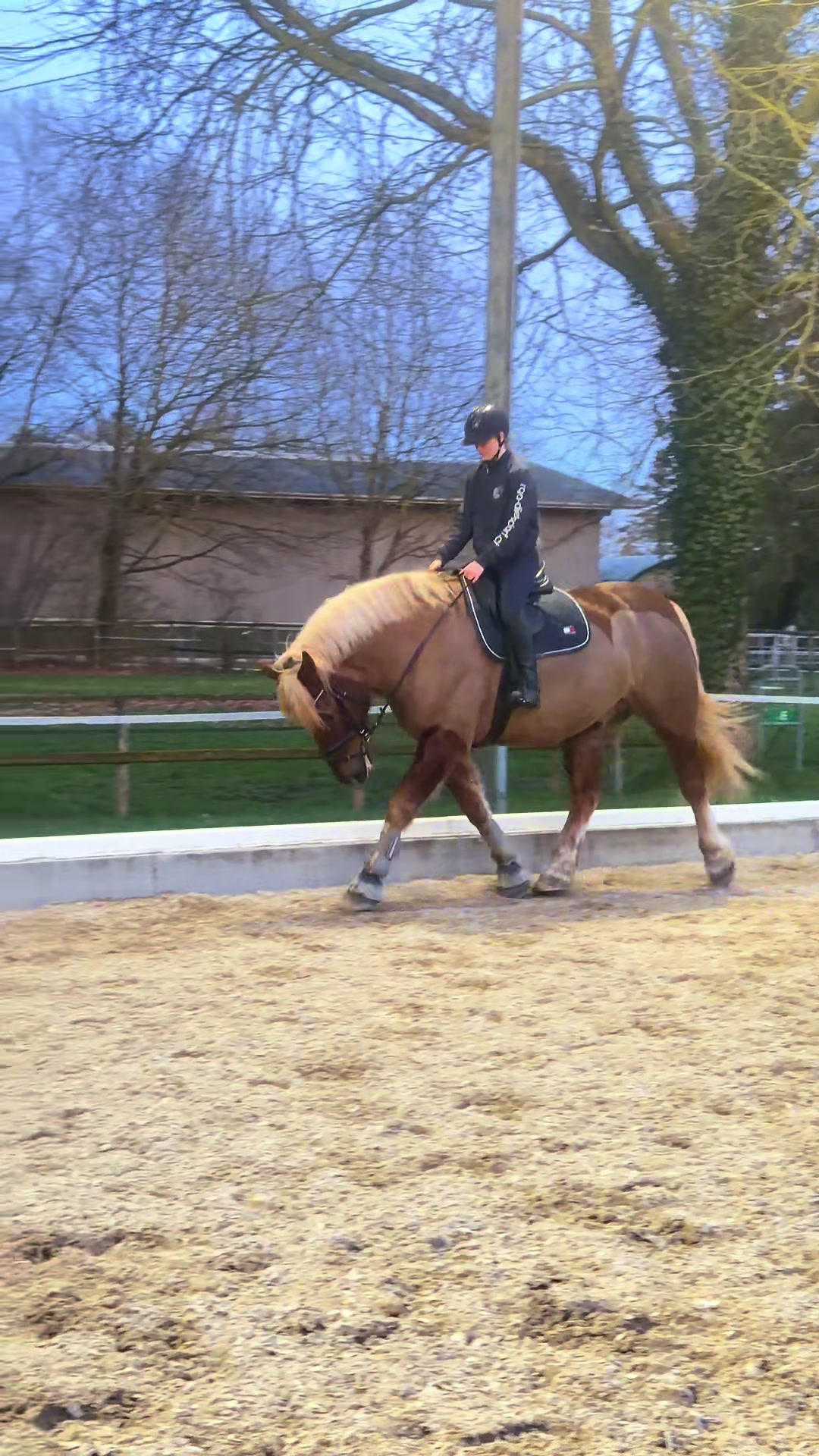 @_.coldblood.dressage_
