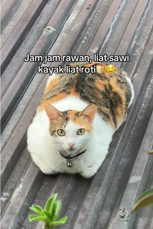 @Keluarga Kebun🍠🥬🥕