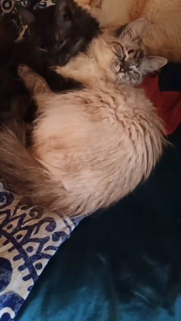 @ACrazyCatLady82