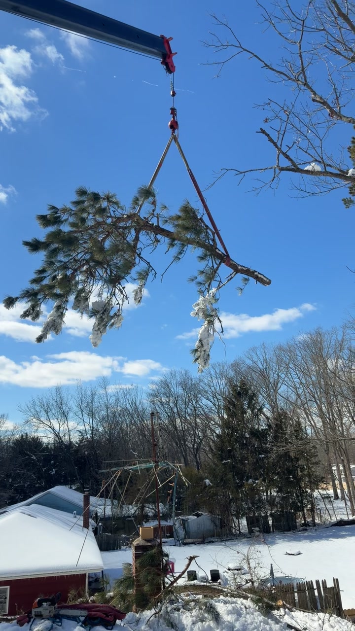 @Buzzsawtrees