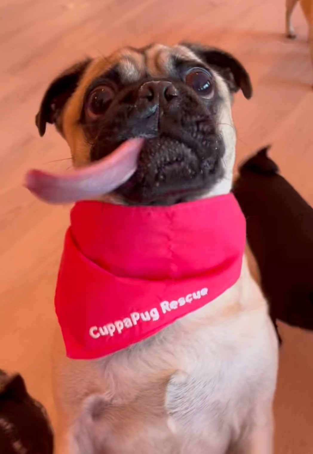 @CuppaPug