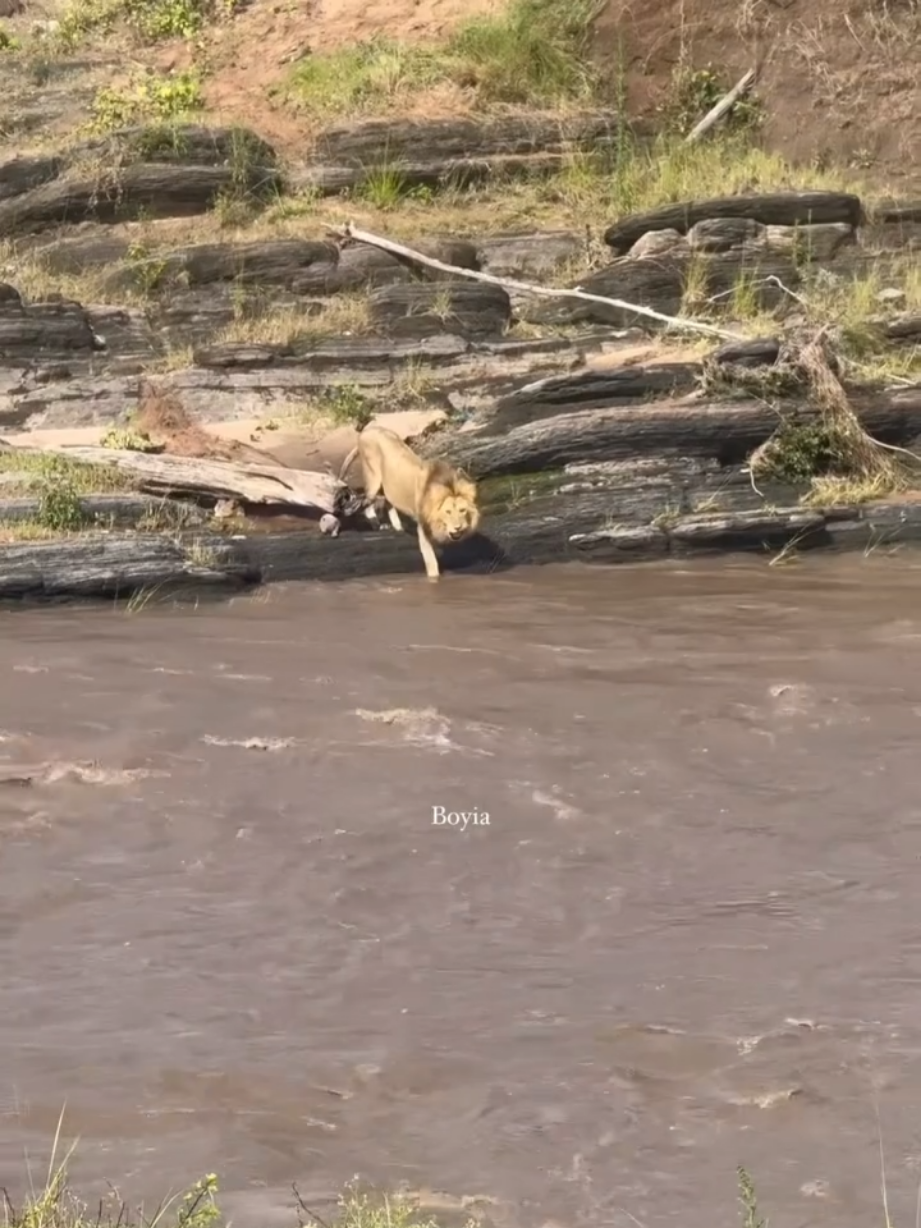 @Lion Sightings