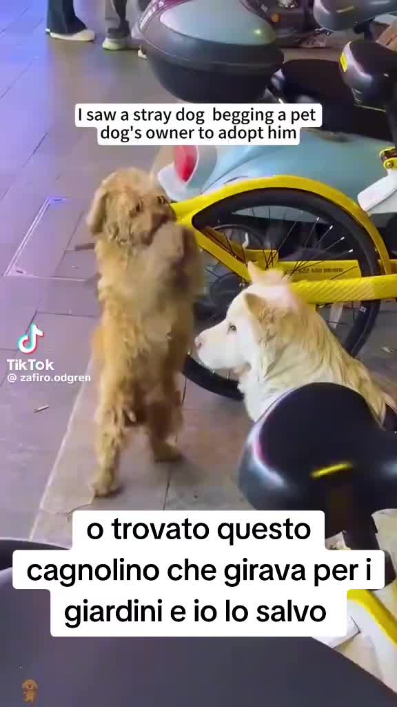 @Francesco Fotia
