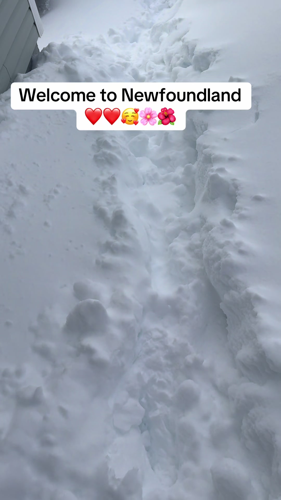 @Shully_ivy 🇳🇬  🇨🇦 💐💐💐❤️