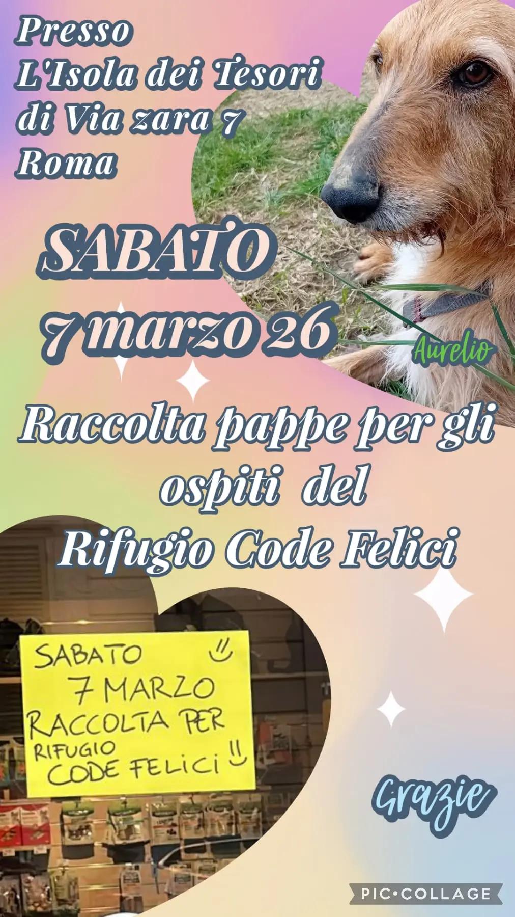 @code felici
