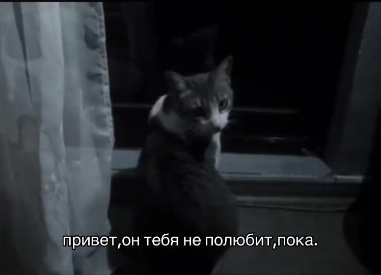 @🐈&zwj;⬛