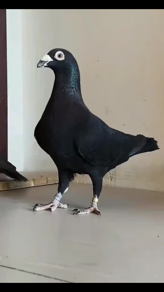 @RAJPUT