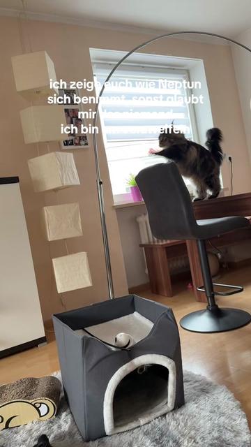 @mainecooncatneptun