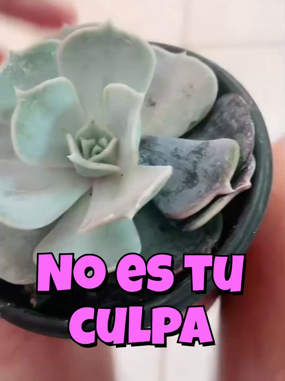 @Cactus y Suculentas