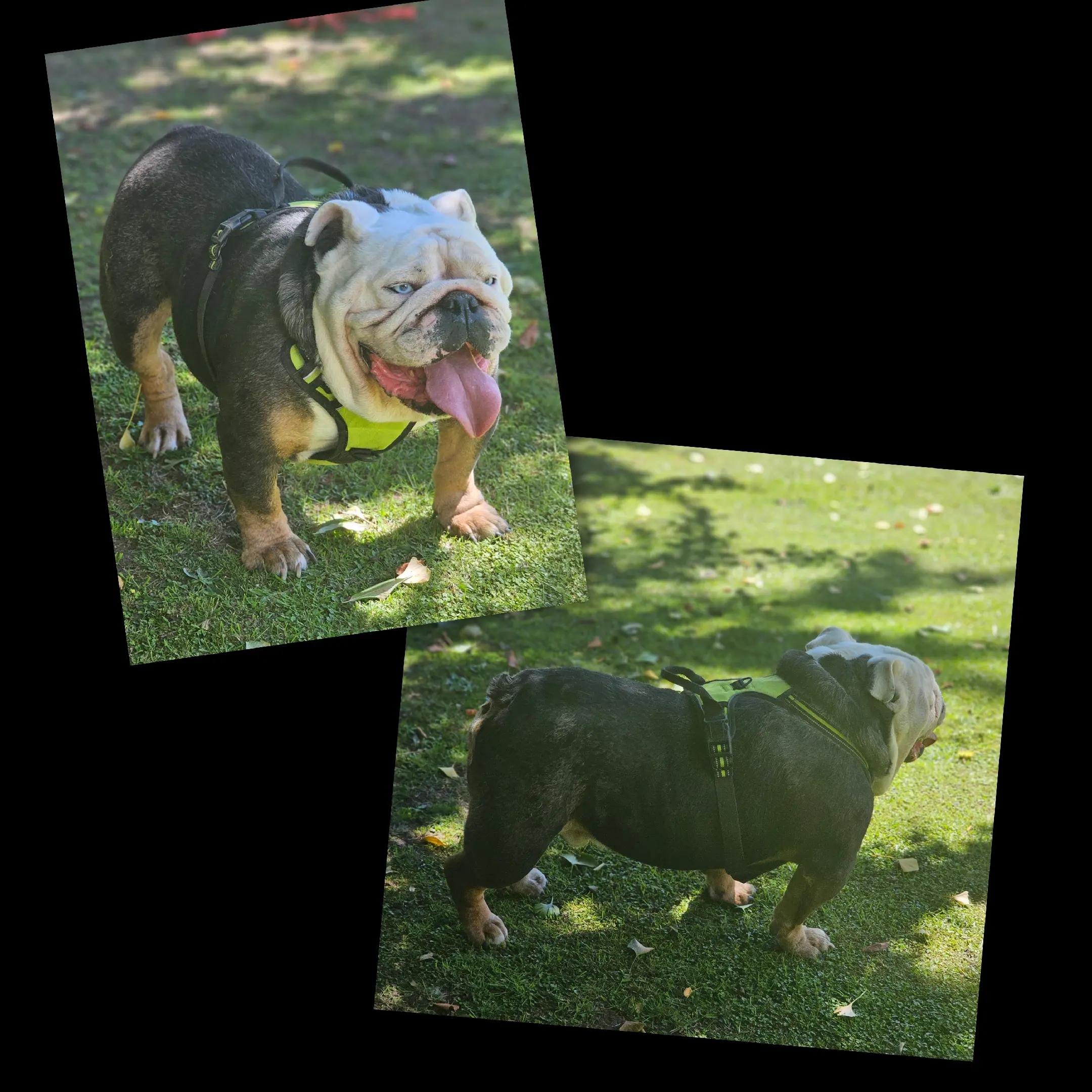 @Bulliciious Bulliez NZ