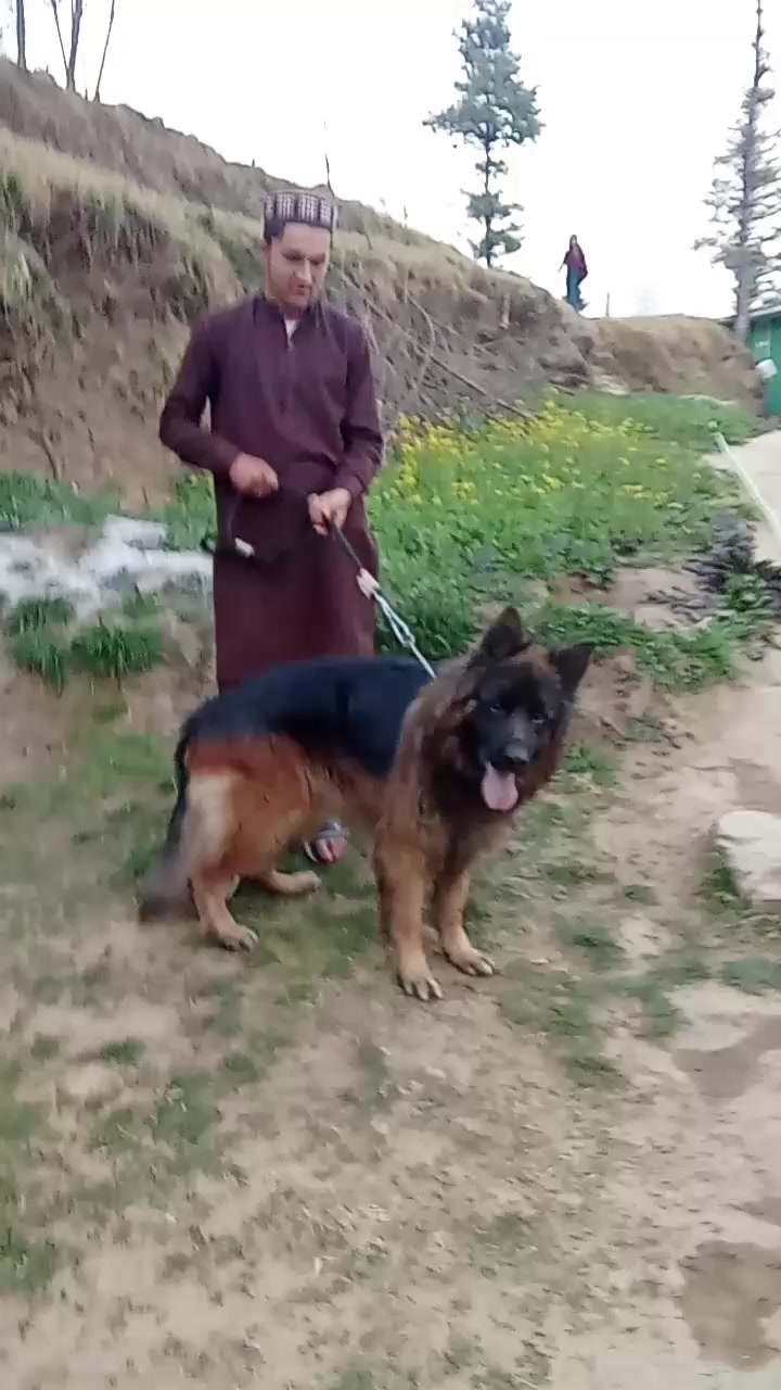 @sardar shazii