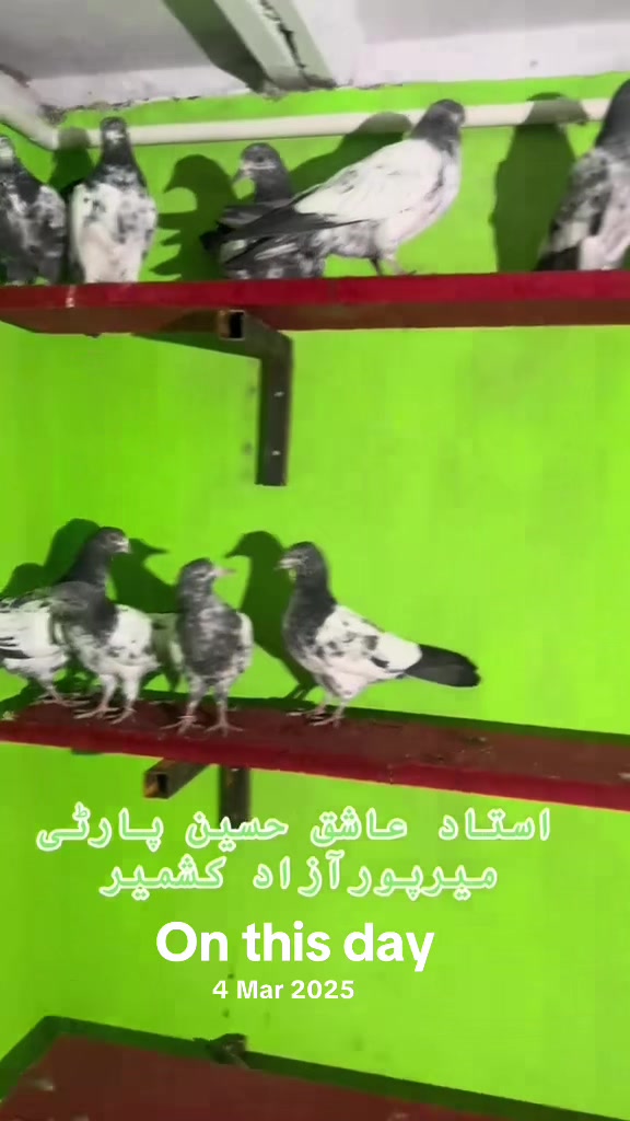 @چھت شہزاد عرف سنی UK