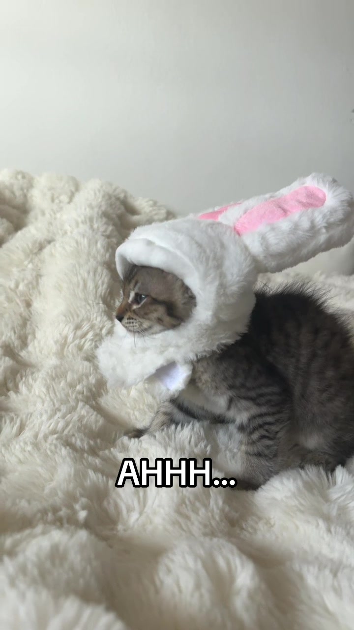 @Mia kittens
