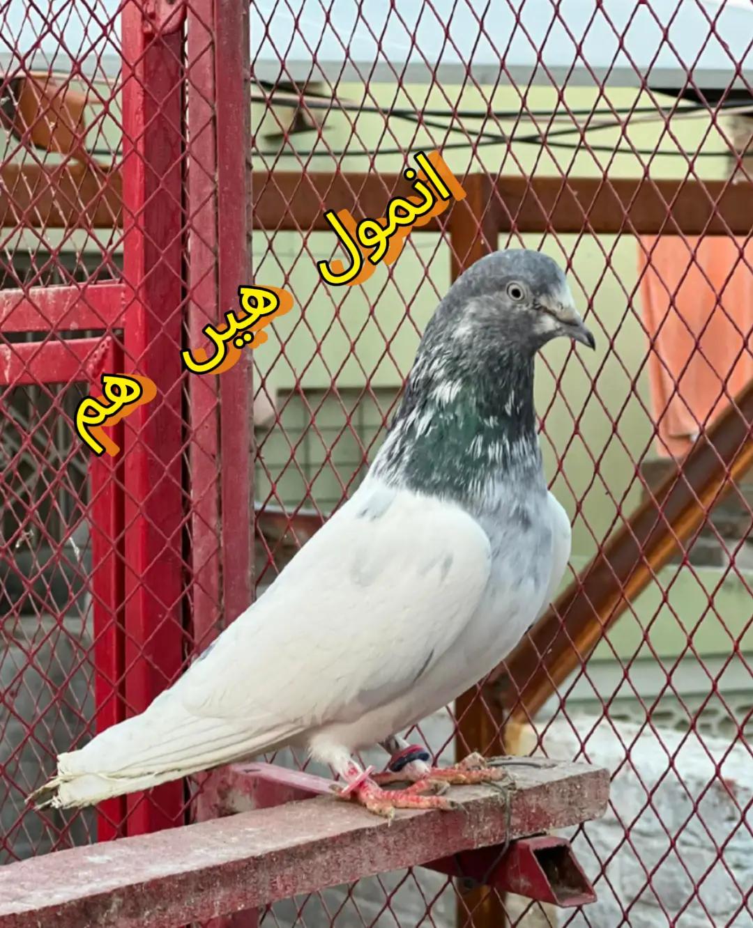 @Wahid Rana885