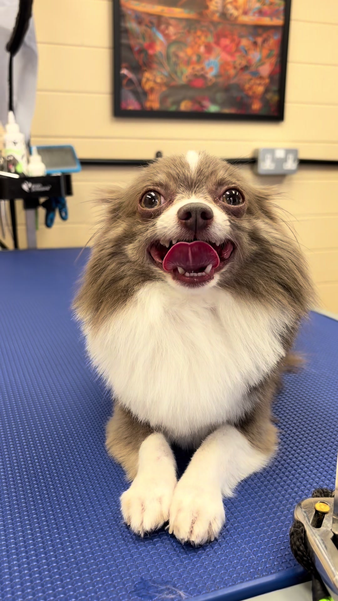 @Mucky Paws