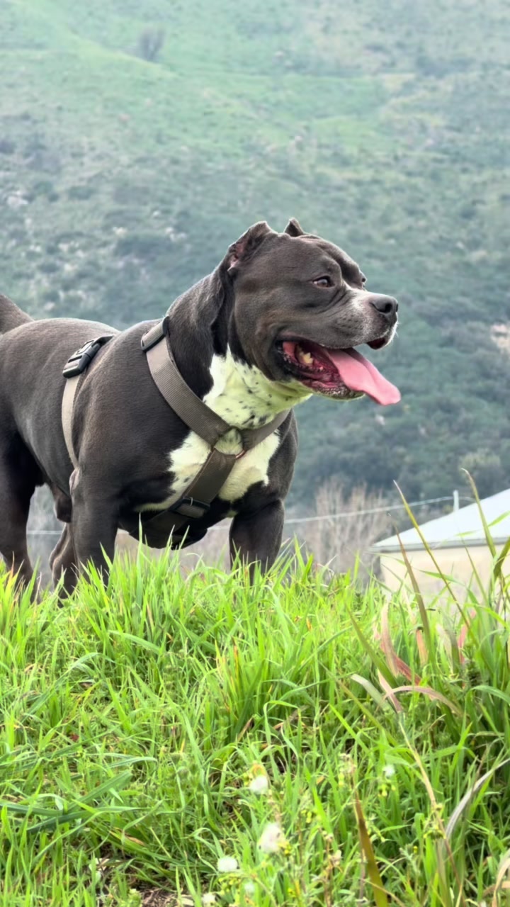 @Iam_ Denver The Bully