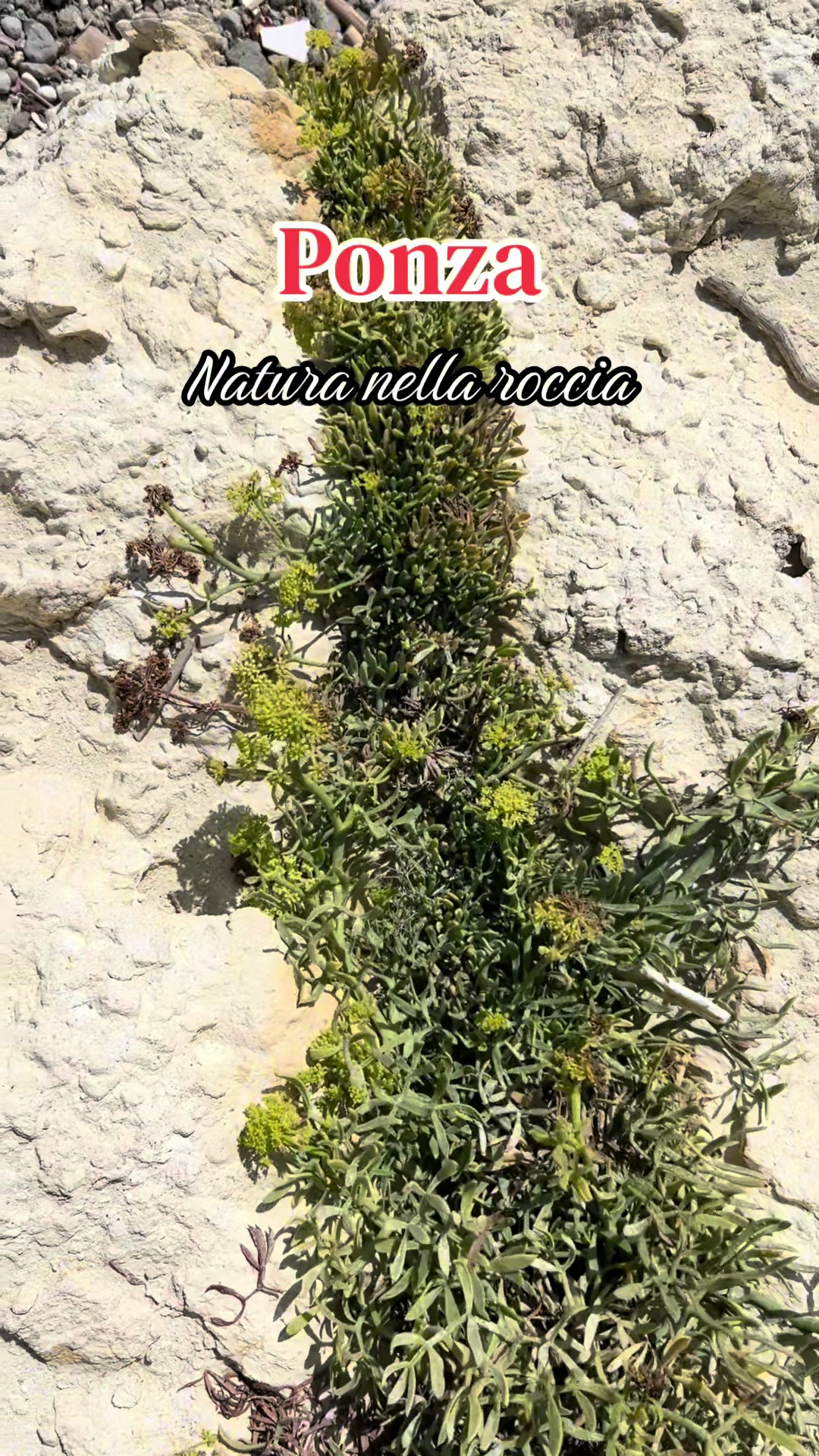 @Marco Baronti
