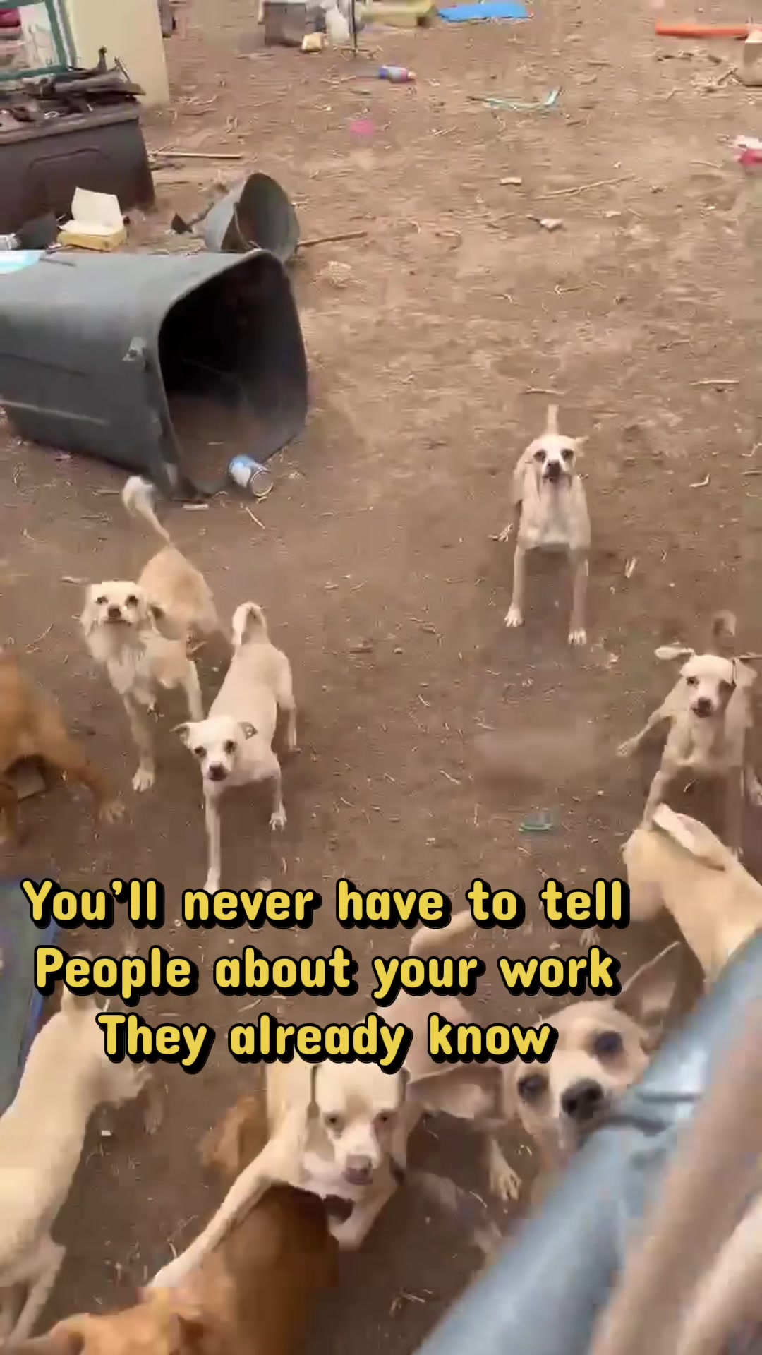 @Jessica ForgottenDogLeague