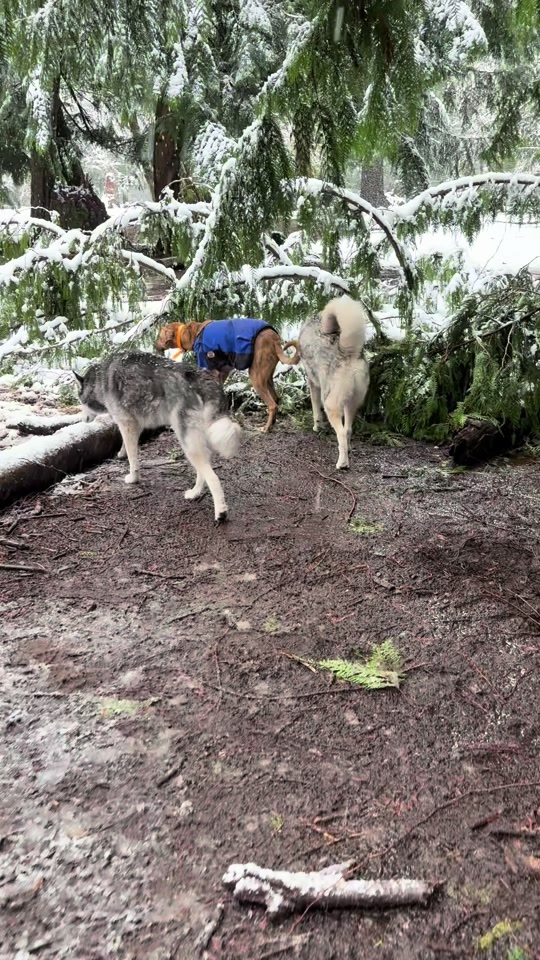 @Derpydogbus