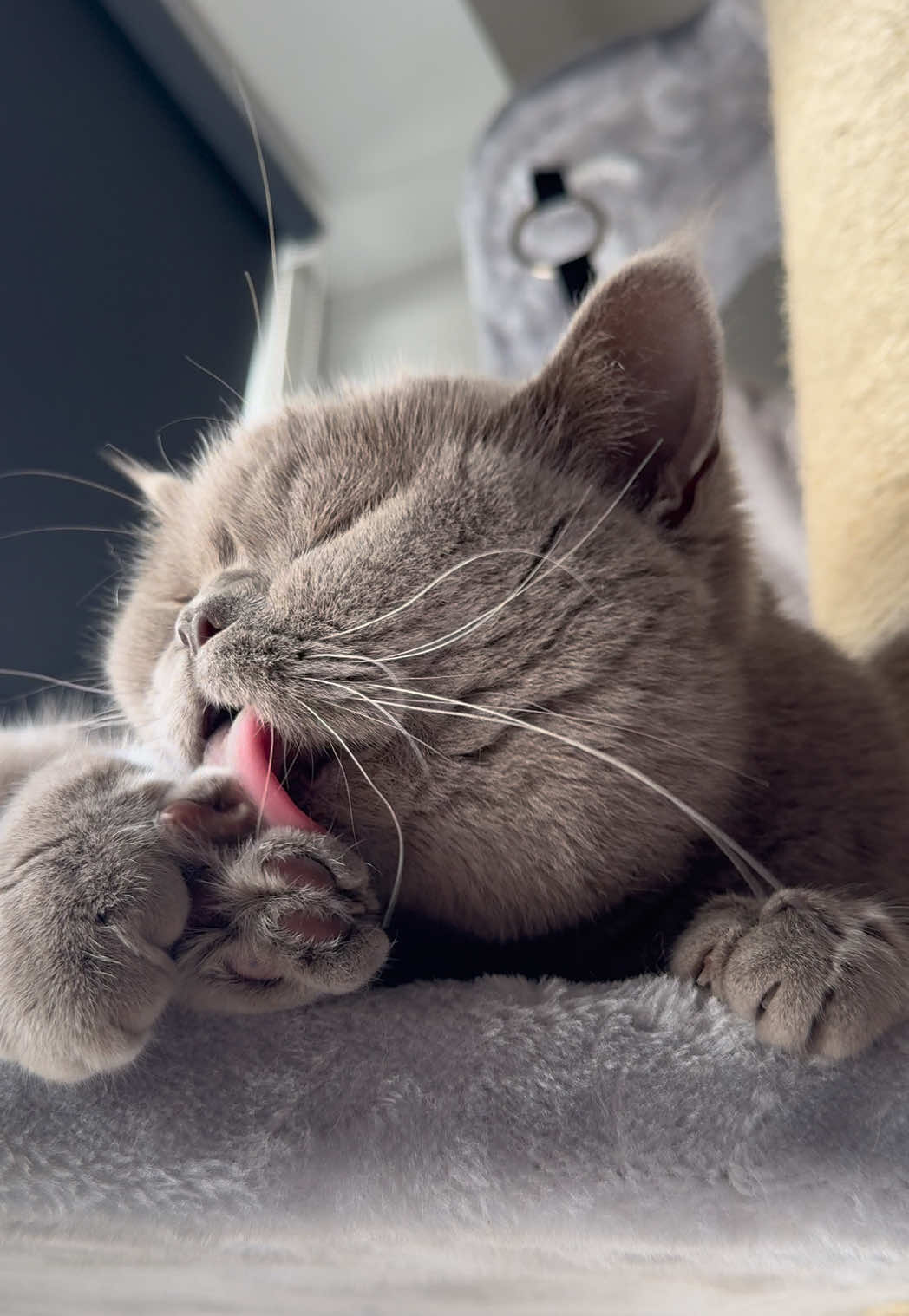 @Purrpawspals ✨