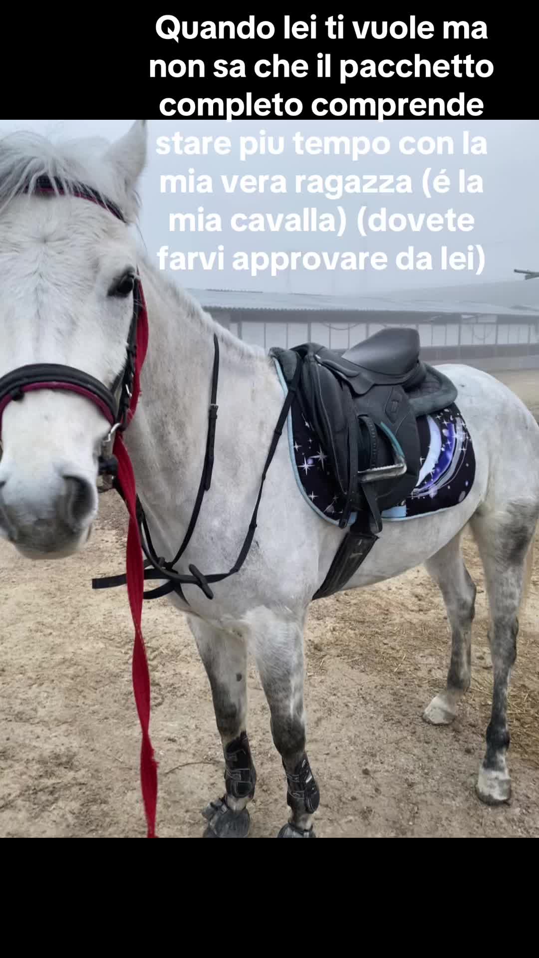 @Steppy.mg