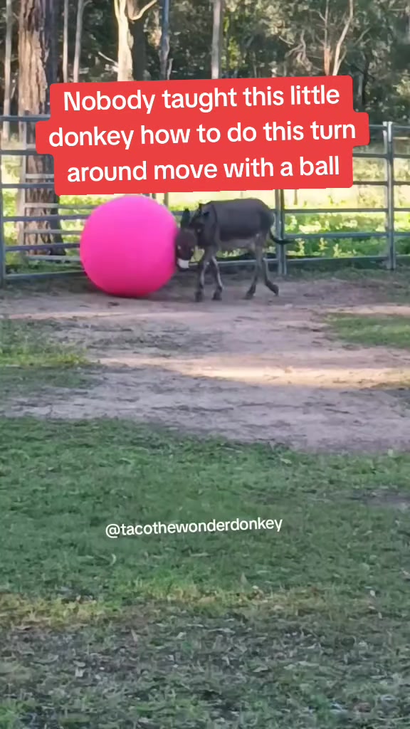 @Tacothewonderdonkey