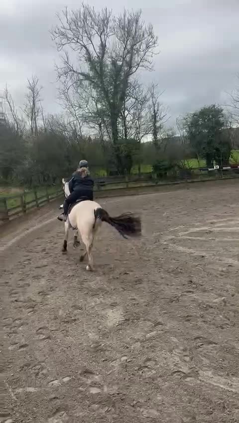 @ZB Equestrian
