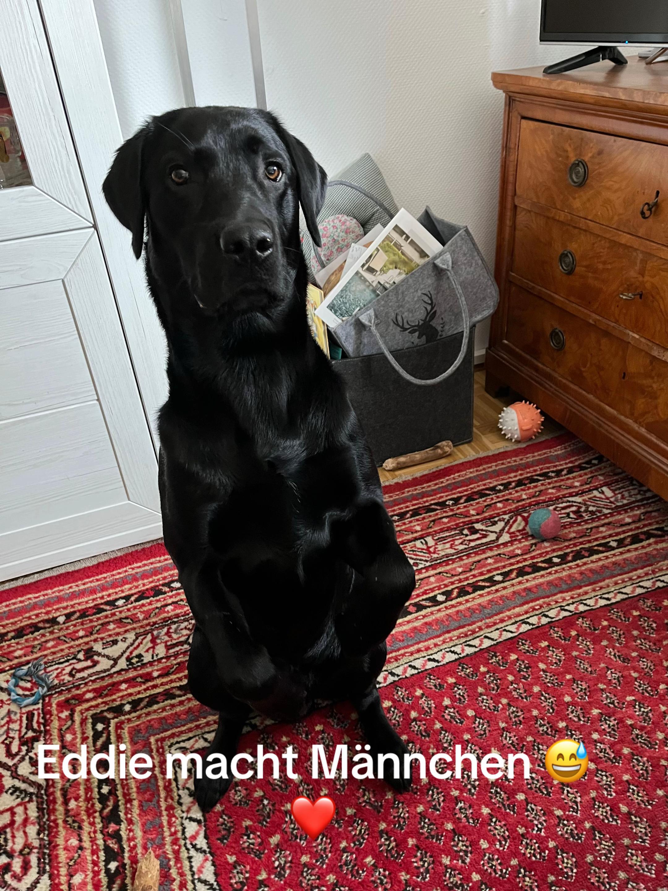 @Manuel,Aslan&Eddie🐾❤️