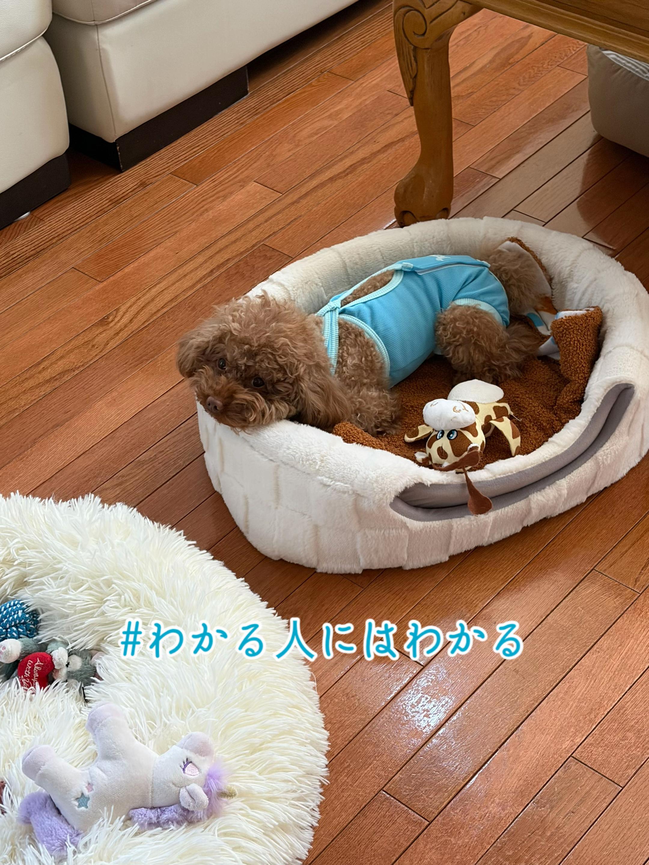 @るるもも