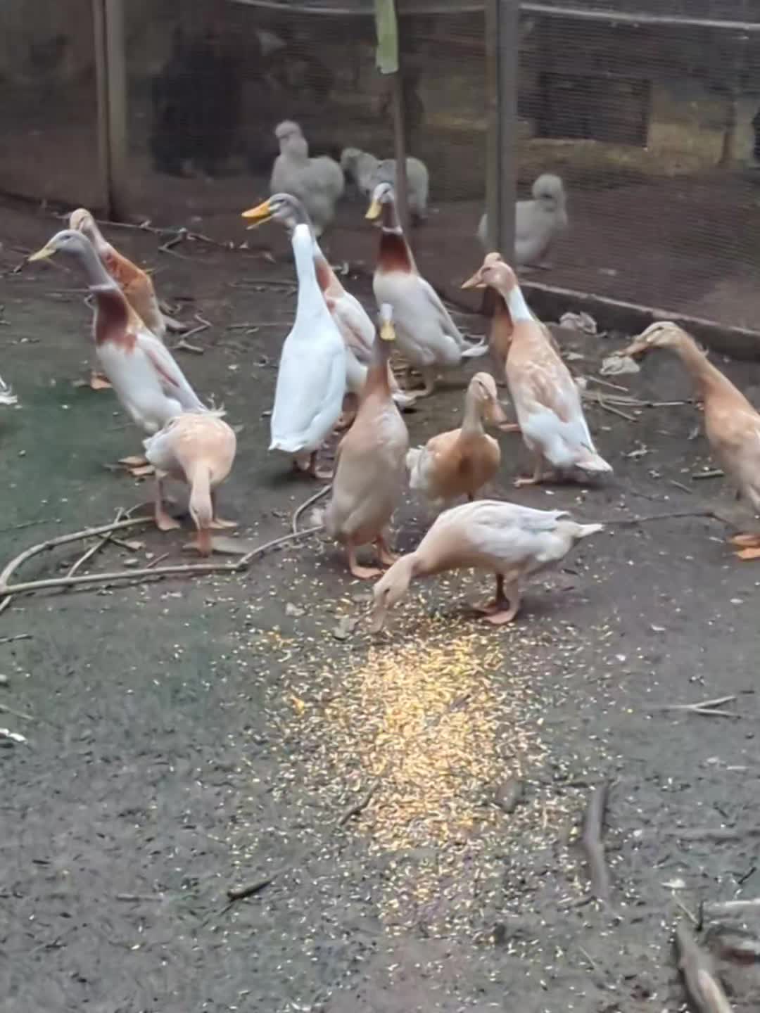 @Daybird Aviaries