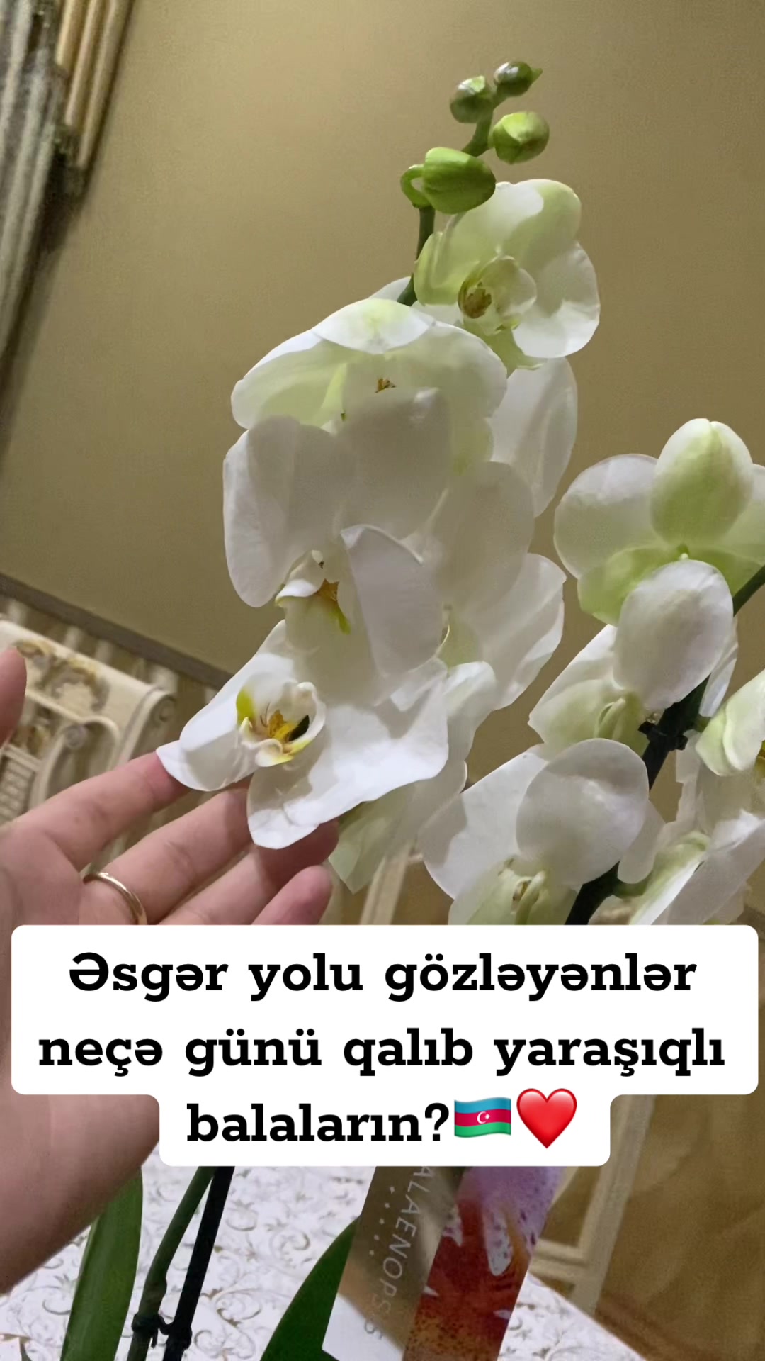 @_gulu_313