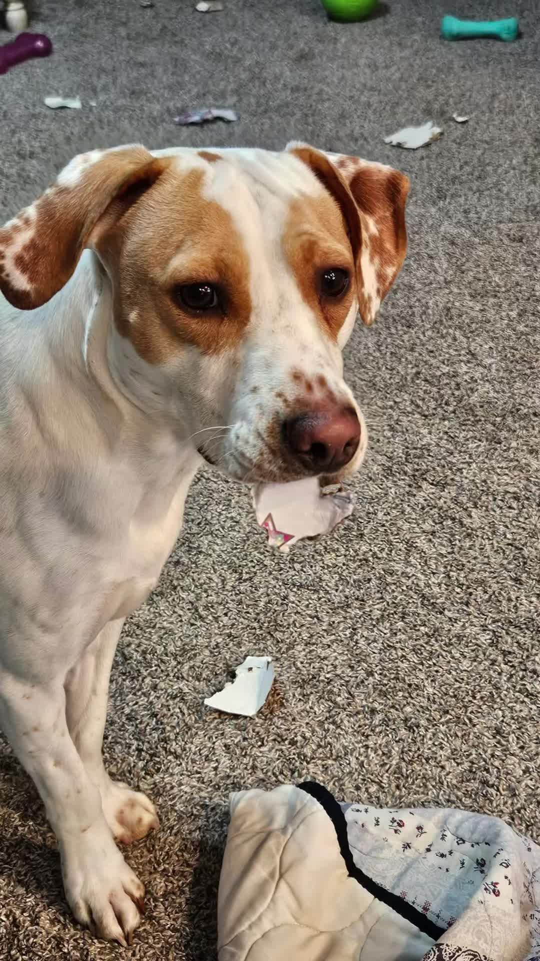 @Sproutie 🐶
