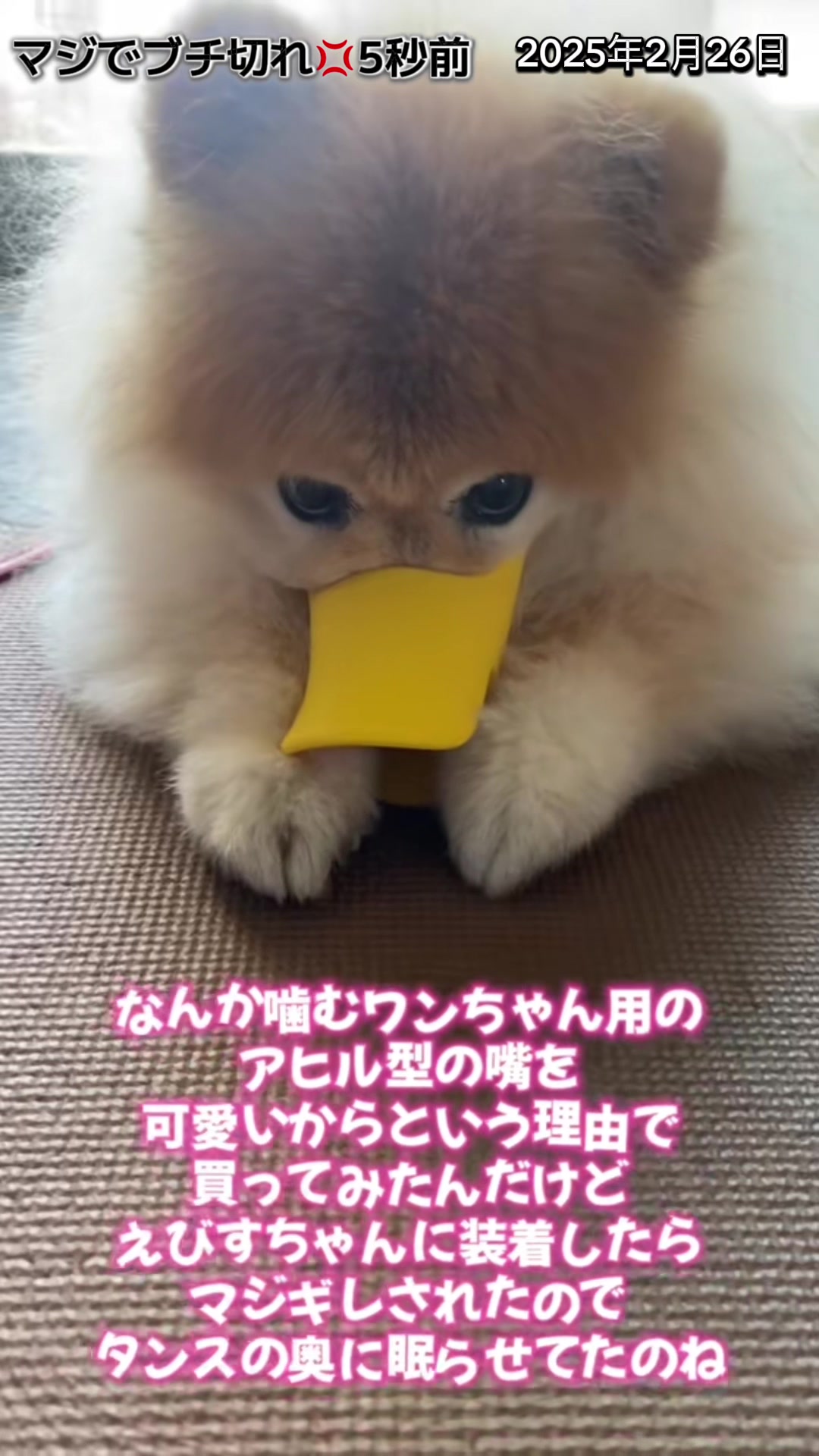 @ポメラニアン🐾えびす