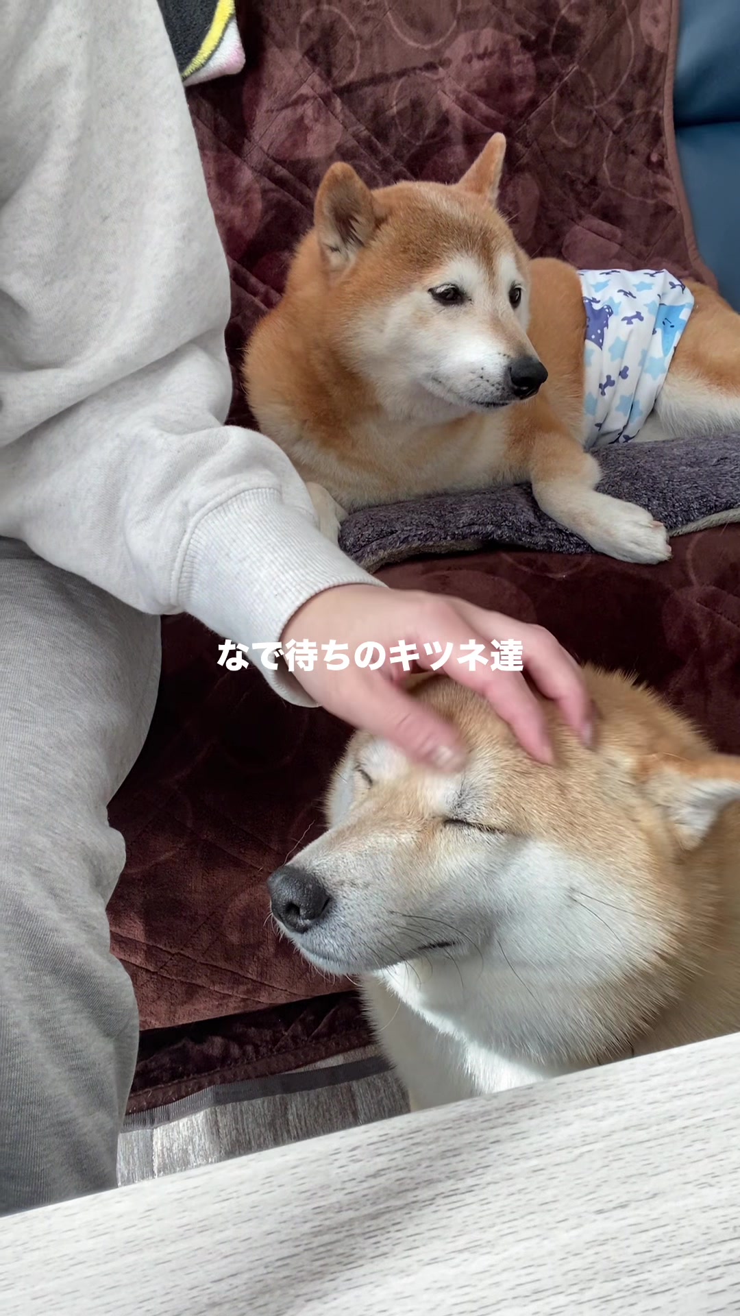 @こむぎといなり