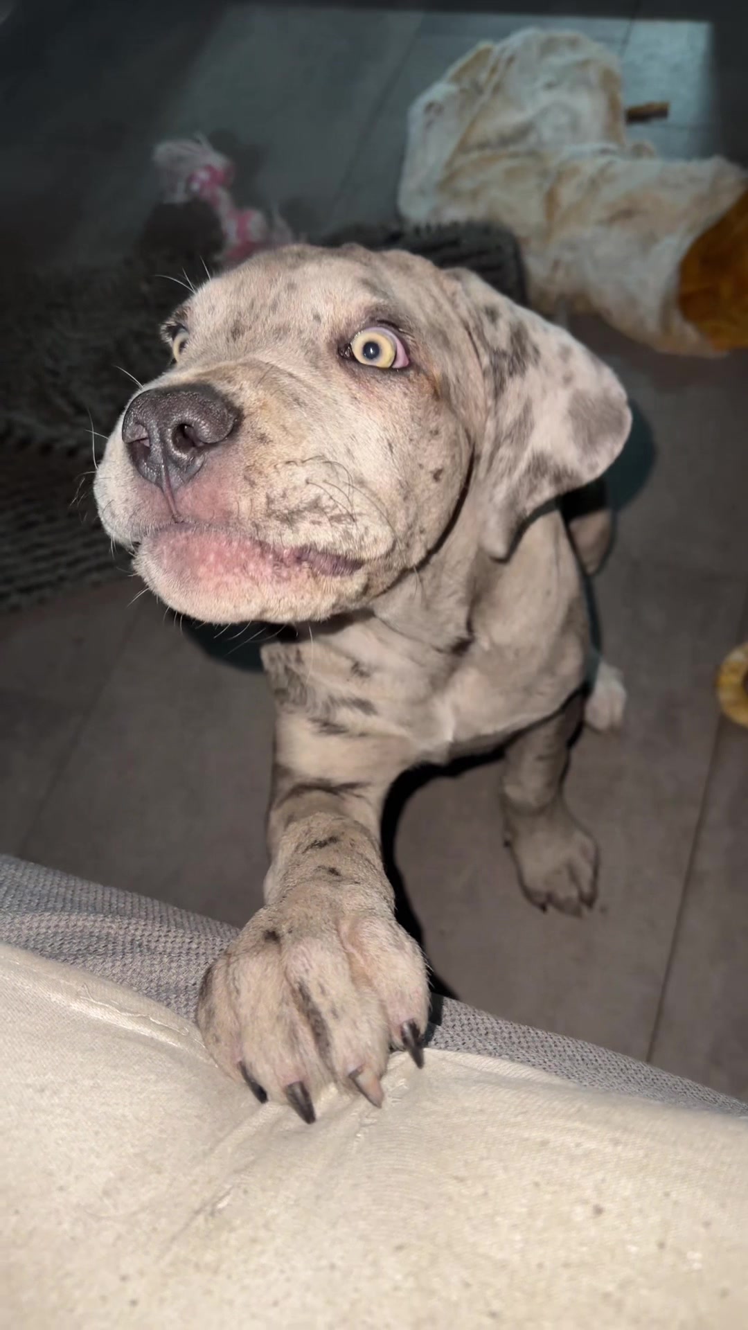 @✨Lou~CaNeCorSo✨