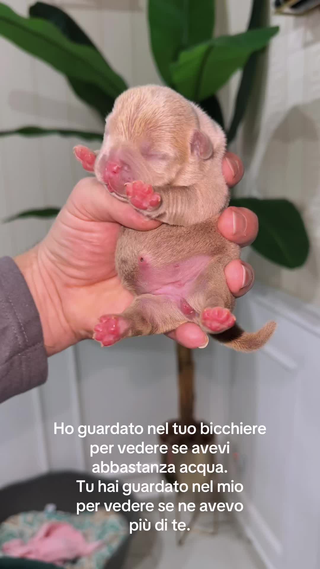 @gargoyle_1